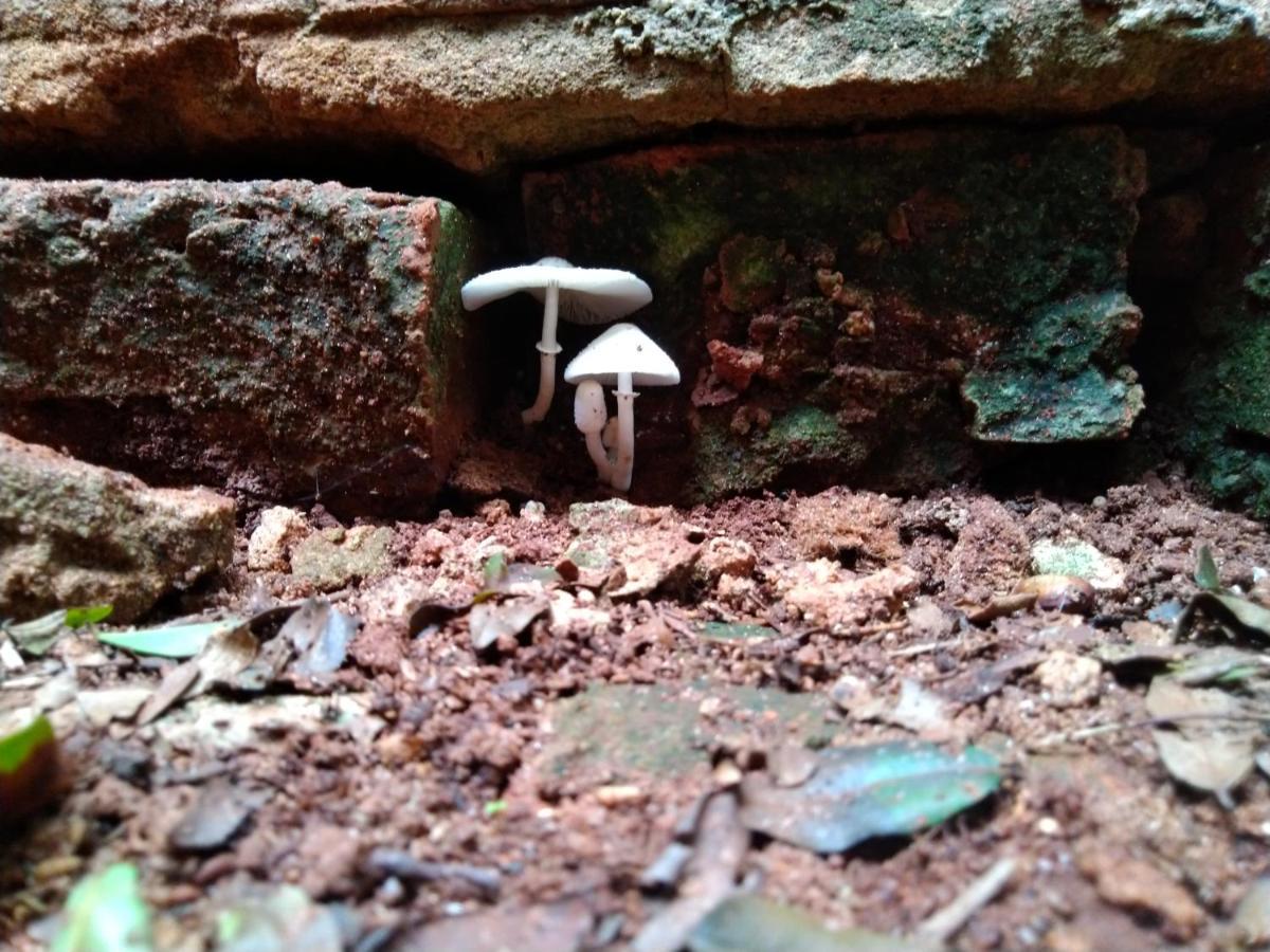 Cafe Com Arte Pousada Ecologica Botucatu Buitenkant foto